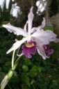 BeautyPage (photo of orchid)